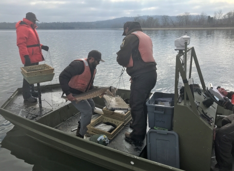 Biologists in the process of weighing Lake Sturgeon and recording weight.