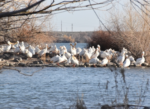 Dozens of American White pelicans sitting on nesting islands in the middle of a lake.
