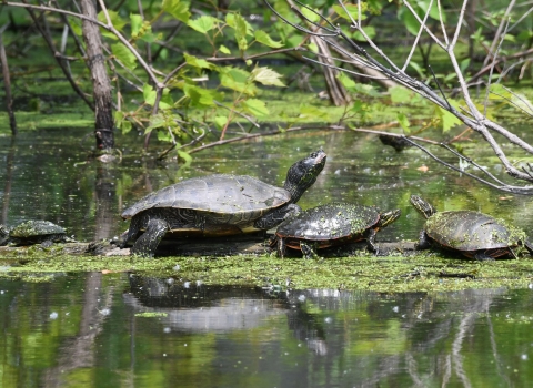 Four turtles, including painted and map turtles, sun on a submerged log among branches and duckweed