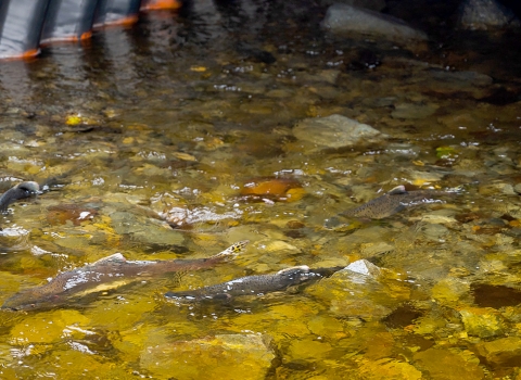 salmon migrating through a corrugated culvert with a natural channel 