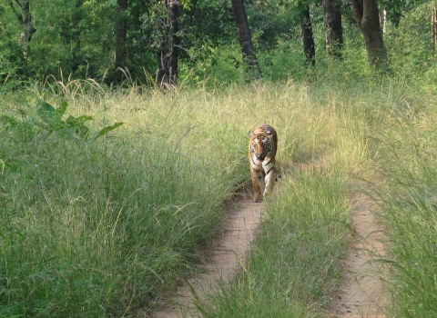 A tiger walks along a dirt road through tall grasses with forest in background