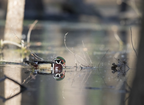 A male wood duck swims through a flooded forest and is reflected in the water