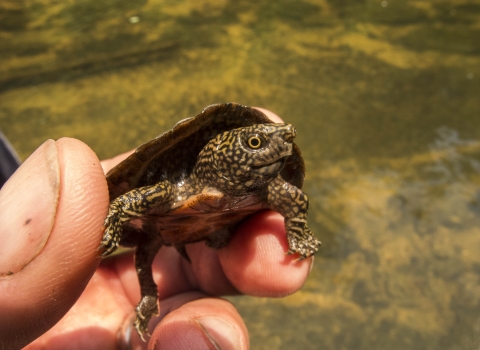 Baby flattened musk turtle being held.  Its the size of the persons thumb.