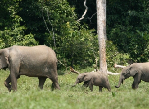 Picture of forest elephants
