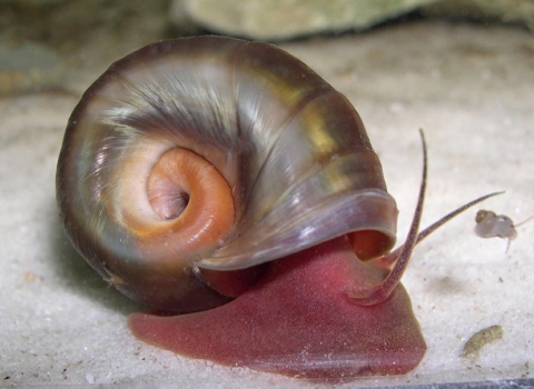 A pinkish red snail with a rounded shell like a rams horn