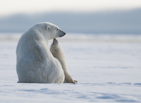 A polar bear adult and cub sit on ice.