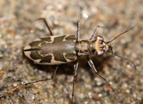A brown and white Puritan tiger beetle rests on the sand