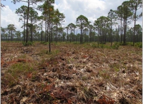 A brown mulch field leading to tall trees aligned across the entire width of the image reaching up towards a cloudy sky.