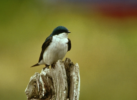 Tree swallow perched