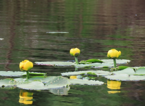 Yellow Water lily flowers and leaves in water in Kanuti Refuge.