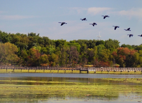 a flock of birds flying over a body of water on a refuge