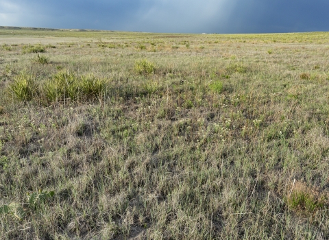 A field at Buffalo Lake National Wildlife Refuge against a dark blue sky.