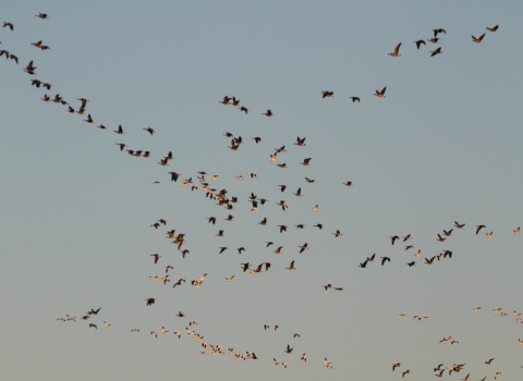 Mixed flock of geese flying off refuge.