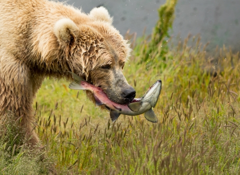 A profile of a brown bear with a salmon in her mouth