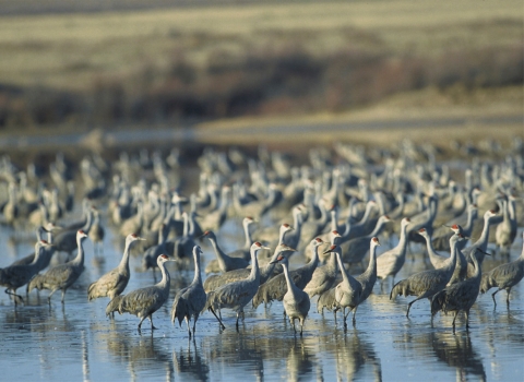 large flock of sandhill cranes standing in shallow water