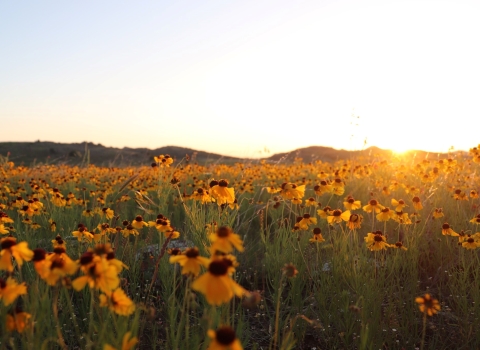 a field of yellow wildflowers at sunset