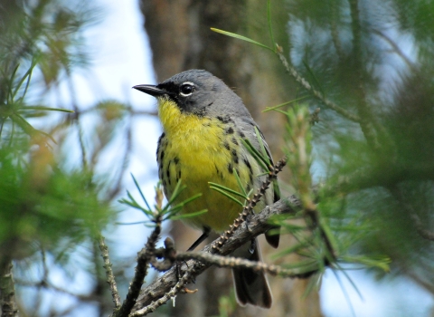 Small songbird with yellow breast perches on pine tree branch.