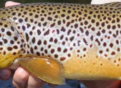 A close-up of a tannish fish with brown spots being held by a person