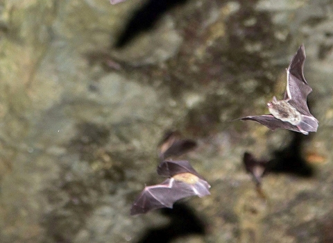 About a dozen gray bats flying in a cave