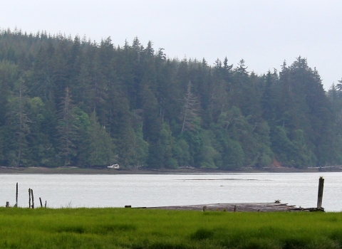 A narrow portion of bay surrounded by forest on the far side and green wetland on the near side