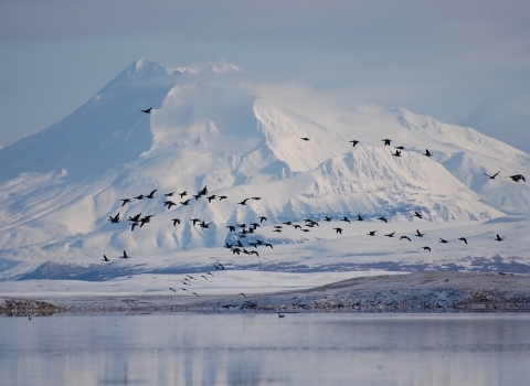 birds flying in front of a snow-covered mountain