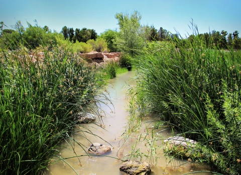 a stream of water with tall grasses on either side
