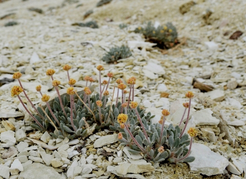 A low growing plant with yellow flowers on a hillside covered in greyish-white rock,