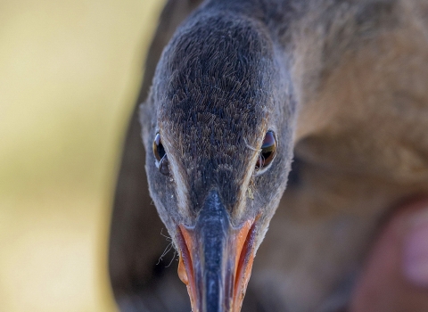 Close up of a bird's face