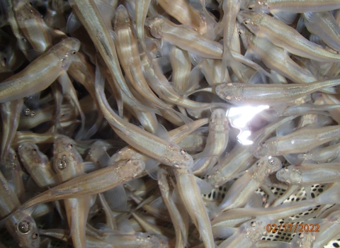 Woundfin in net at Southwestern Native Aquatic Resources and Recovery Center