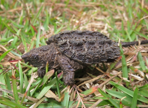 A rescued young alligator snapping turtle on a grassy field.