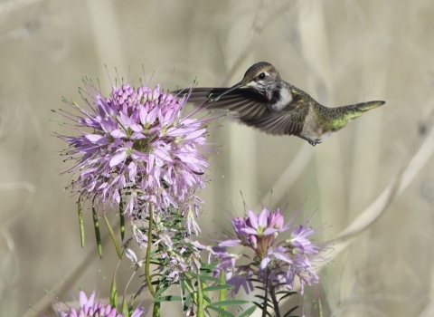 A hummingbird visits a Rocky Mountain bee plant.