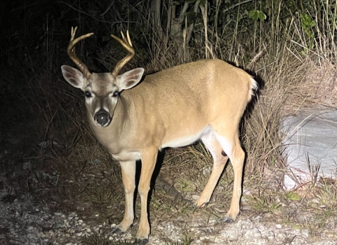 A key deer with a light to dark-brown dorsal (back) side, white belly, and black snout is standing on a patch of grass.
