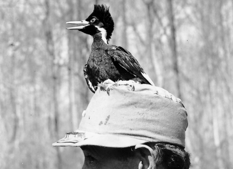 A black and white photo. A close up shot and side view of an ivory-billed woodpecker standing on top of man’s hat