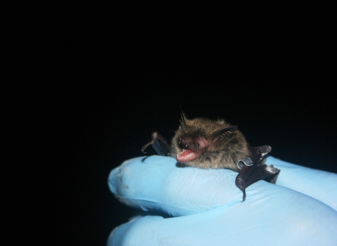 furry bat with its mouth open is held by gloved researcher