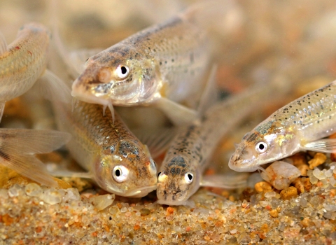 small light tan colored fish rest on a sandy bottom