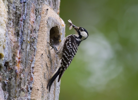 A woodpecker perched on a tree with a bug in its mouth.