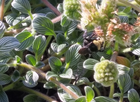 Bee nectaring on a sand dune phacelia plant