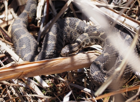 Eastern massasauga rattlesnake 