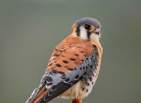 grey, black and reddish-brown kestrel standing on the tip of a branch