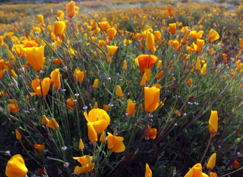 A field of California poppies. 
