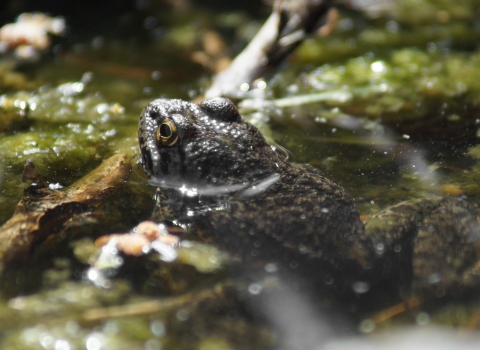 Sierra Nevada yellow legged frog in pond with its head above the water line