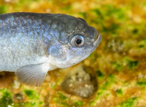 A photo of a small endangered species called Devils Hole pupfish with metallic blue on its side.
