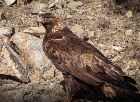 A Golden eagle stands in front of rocks. 