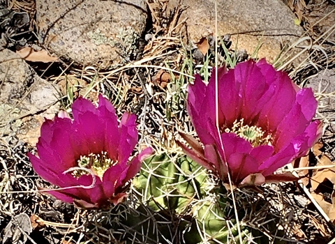 Two pink flowers bloom on a pair of Kuenzler hedgehog cacti