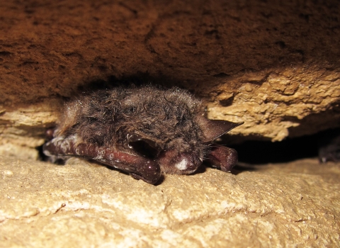 A bat with white fungus on its nose and wings rests on a rock ledge