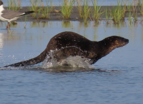 brown otter running through water