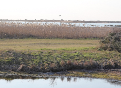 View across open water, short green grass, and brown phragmites reeds