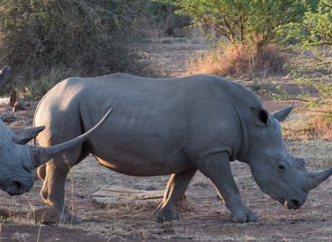 Sideview of two white rhinos in natural habitat