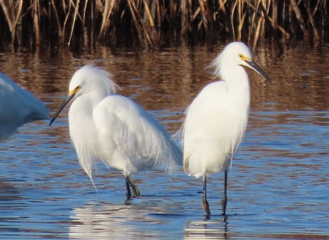 Two white snowy egrets standing in water