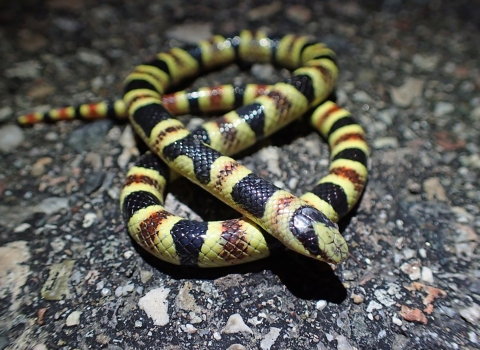 Close up of Tucson shovel-nosed snake..